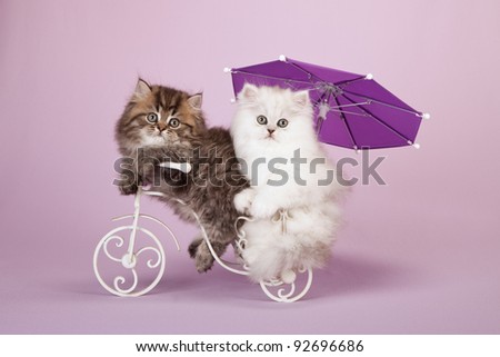 Shutterstock Puzzlepix