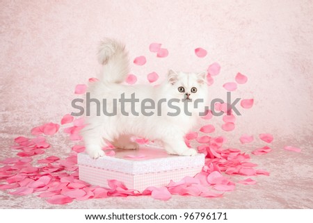 Silver Chinchilla Persian kitten on gift box with pink rose petals on pink background
