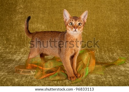 Abyssinian cat on green background with green gold ribbons