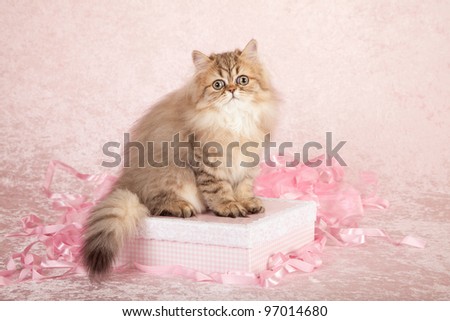 Silver Chinchilla Persian kittens with pink gift box and rose petals on pink background