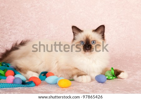 Birman kitten on pink background with easter eggs