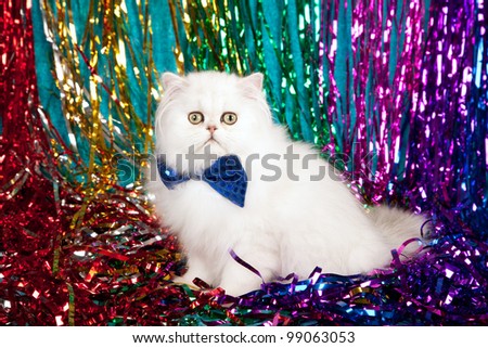 Silver Chinchilla Persian cat with blue bow tie against party streamers