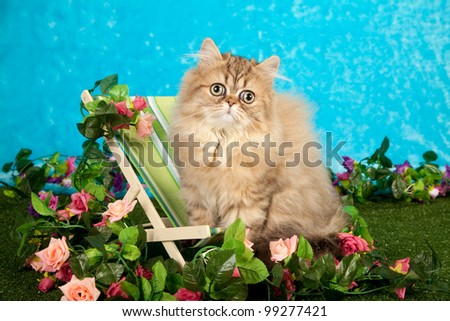 Golden Chinchilla Persian kitten in fake garden sitting on miniature deckchair