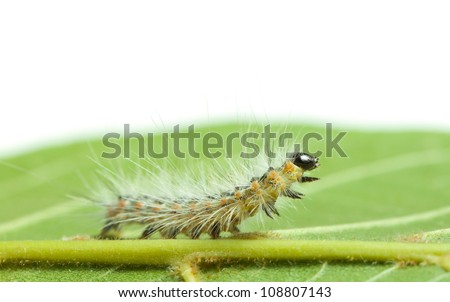 Macro of vermin Hyphantria cunea larva bend over leaf isolated on white