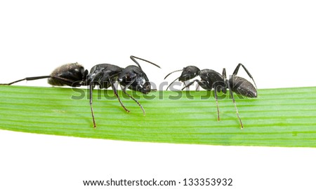 Macro of two ants meeting on grass blade isolated on white
