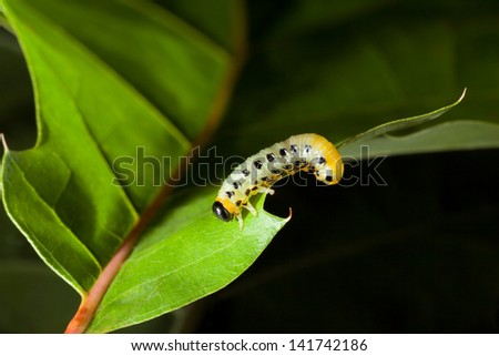 Macro of pest caterpillar on oak leaf isolated on black