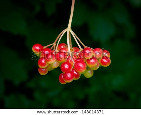 Red arrow-wood berry cluster over dark leaves background