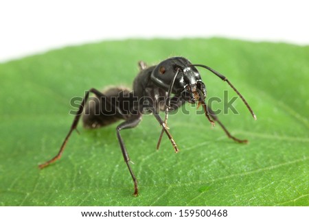 Big black ant cleaning antennae on green leaf, isolated on white