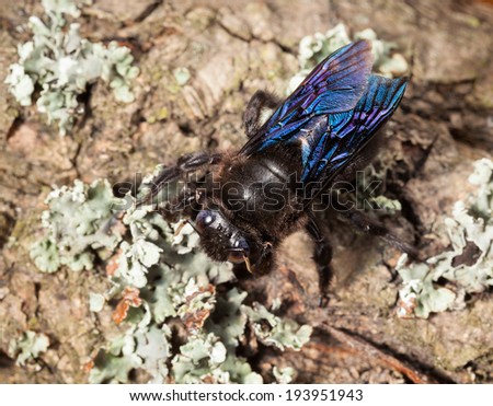Macro of violet carpenter bee (Xylocopa violacea) from above on bark of old pine tree