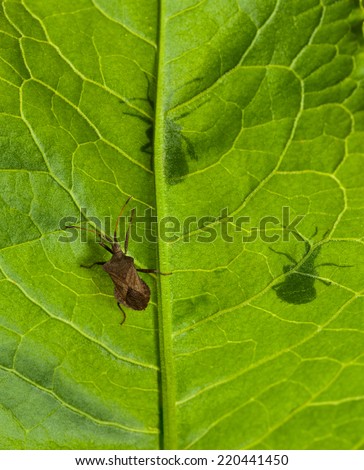Macro of Squash bug (Coreus marginatus) on dock (Rumex) leaf background