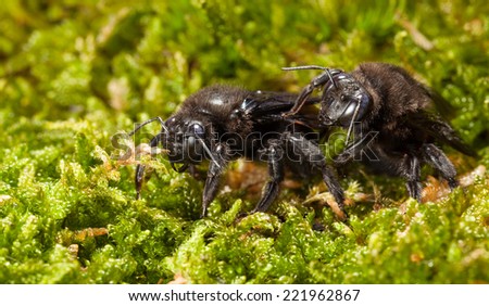 Macro of Indian Bhanvra (Xylocopa violacea) over green moss en face low angle view
