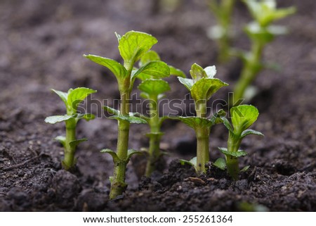 Macro of spearmint (Mentha) braird growing on cultivated land