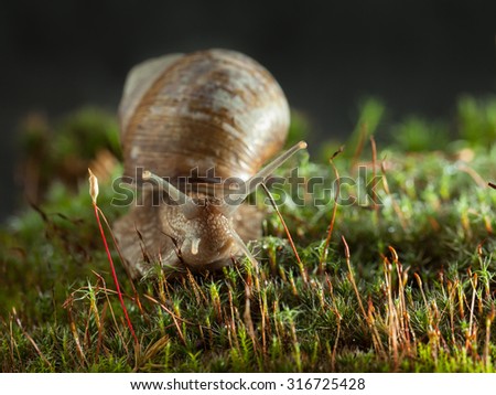 Macro of escargot (Helix pomatia) en face in green moss over dark background