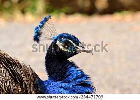 beautiful peacock from the bright blue feathers.