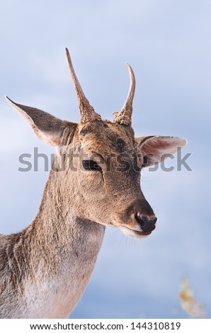 Fallow-deer female