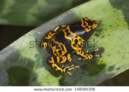 black-and-yellow poisonous frog on a leaf plants