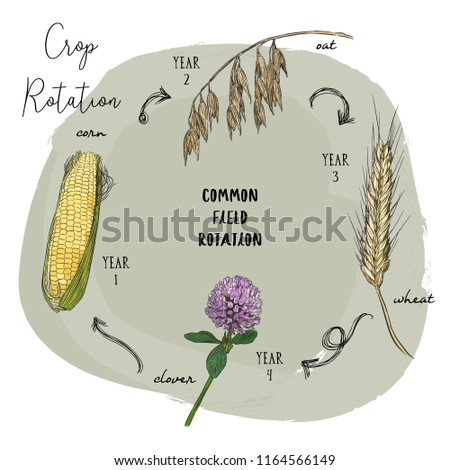 Crop rotation is the practice of growing a series of dissimilar or different types of crops in the same area in sequenced seasons. Hand draw sketch vector crop rotation series.