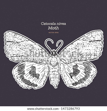 Catocala Moth is a generally Holarctic genus of moths in the Erebidae family, vintage line drawing or engraving illustration. - Vector