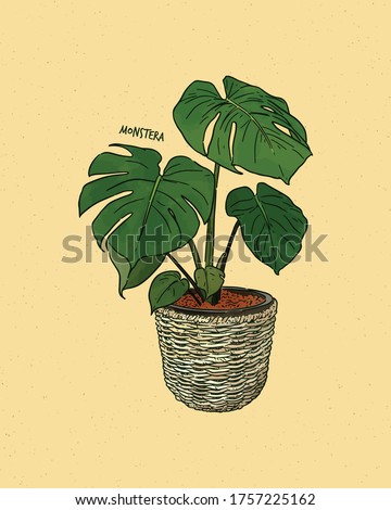 Monstera deliciosa, also known as the Swiss Cheese plant, hand draw sketch vector.