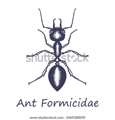 Insect sketch ant. Formicidae Latin. Hand drawn with ink. Isolated on white background. Vector.