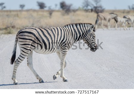 Similar – Image, Stock Photo Animal crosses the piste at high speed