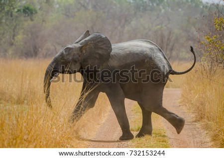 Similar – Image, Stock Photo Animal crosses the piste at high speed