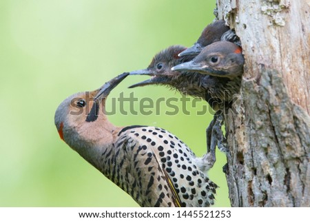 Male Northern flicker (Colaptes auratus) or common flicker at nest Stock foto © 