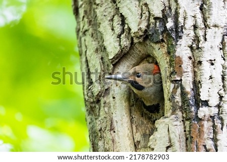 Baby northern flicker (Colaptes auratus) at nest Foto stock © 