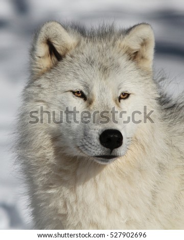 Arctic Wolf In Winter Stock Photo 527902696 : Shutterstock