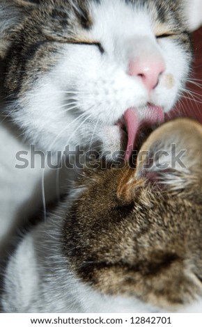 Cat grooming another cat
