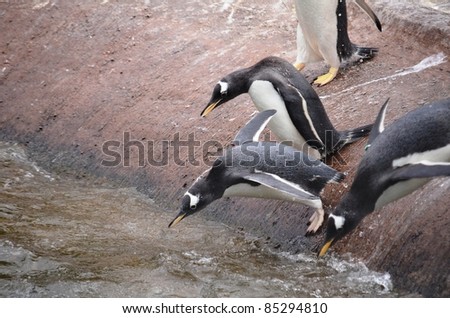 Gentoo penguins (Pygoscelis papua) diving into water