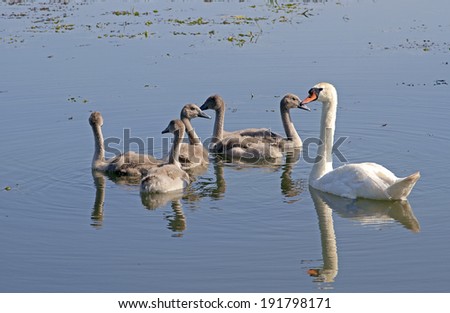 Swan family on the lake