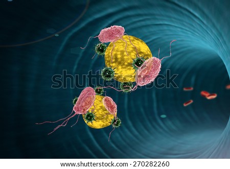 Human Immune System attack the virus, viruses, macrophage and fat cells inside the blood vessel, white blood cells inside the blood vessel,  Red and white blood cells in artery