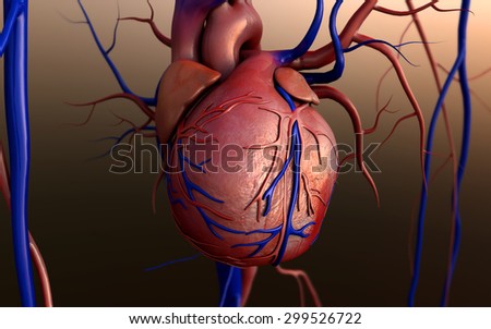 human heart, Heart model, Human heart model, Full clipping path included, Human heart for medical study, Human Heart Anatomy