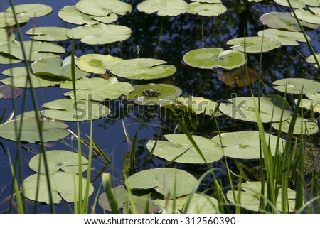 water lily, water lily on the lake, lily pond