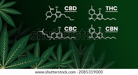Cannabis leaves are composed together on the left side. With chemical structure formula on the right. Marihuana, Sativa and Indica leaf over each other with depth perspective. Use as a header, banner 