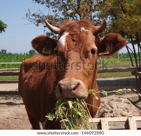 A curious dairy cow stands in her pasture/Dairy Cow/A curious dairy cow