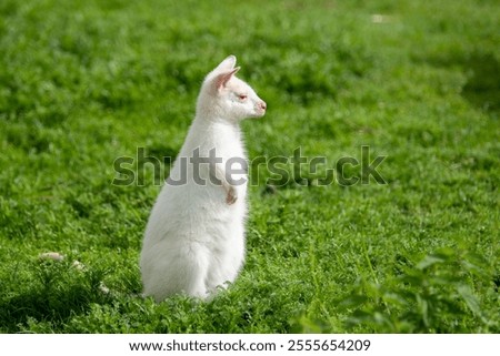 Similar – Image, Stock Photo Albino wallaby albino cute