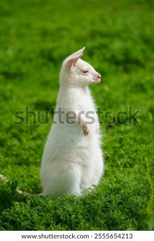 Similar – Image, Stock Photo Albino wallaby albino cute