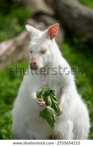 Similar – Image, Stock Photo Albino wallaby albino cute