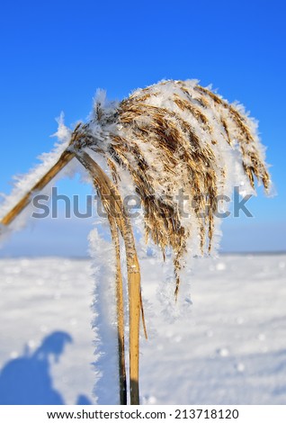 Wild Grass Bent Under Weight of Newly Fallen Winter Snow