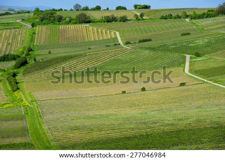 Panoramic view on vineyards.