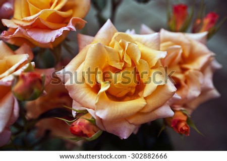 Natural roses.