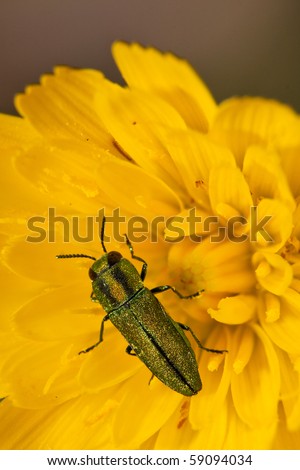 Closeup of a jewel beetle sitting on a flower.