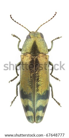 Coraebus fasciatus (metalic wood-boring beetle) isolated on a white background.