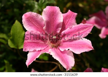 doctor ruppel clematis climbing plant