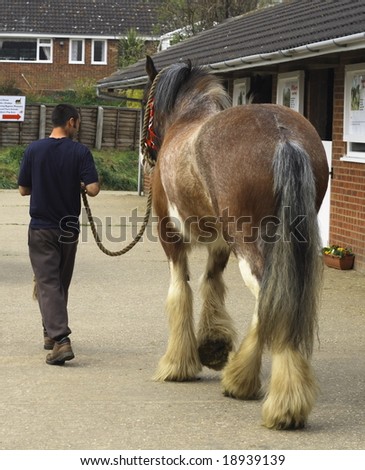 stable lad walking a shire-horse at a horse sanctuary