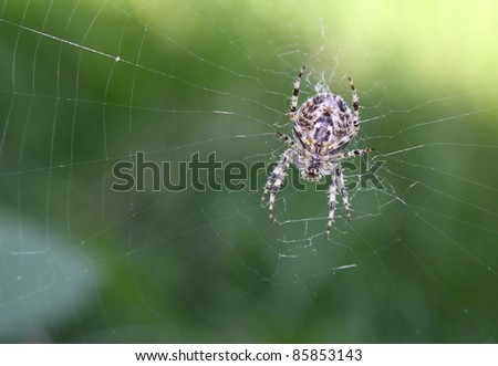 underside of a spider as it sits in the center of its web