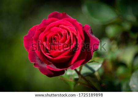 Similar – Image, Stock Photo Full blooming of red lily in flower garden