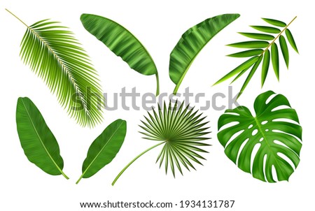 Tropical different type exotic leaves set. Jungle plants. Calathea, Monstera and palm leaves. Realistic vector  illustration isolated on white background